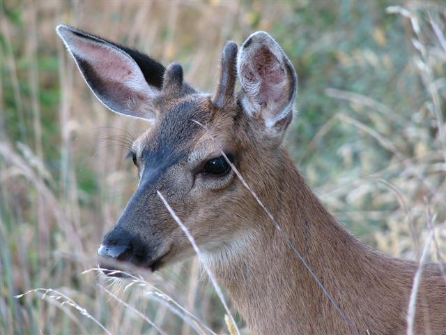 buck in the grass