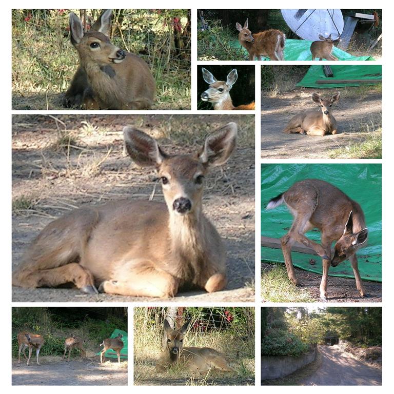 Deer Collage - Photos by Michael - Sept. 12, 2005