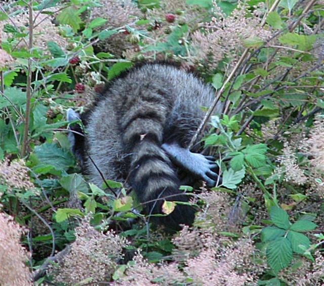 racoon eating blackberries, nice foot!