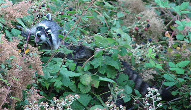racoon eating blackberries